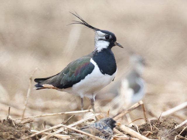 Foto: Markus Schuhmacher