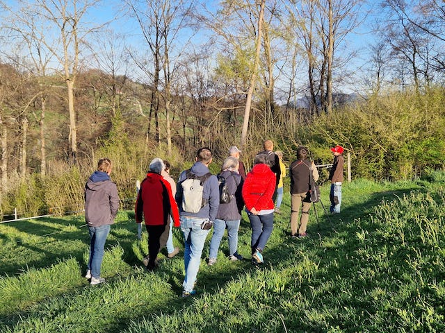 «Was zwitschert denn do?»  – Morgenspaziergang des NV Ittenthal