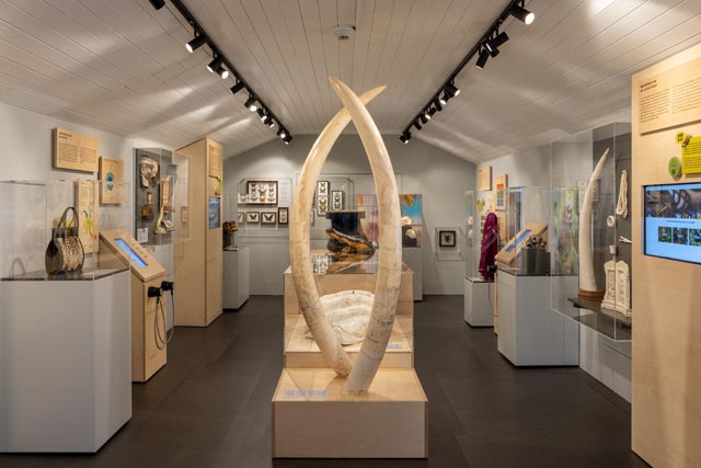Artenschutz im Zollmuseum – Elfenbeinexponat. Foto: zVg
