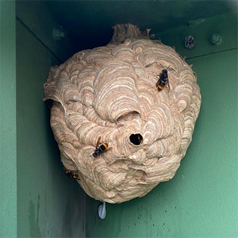 Beispiel eines Primärnestes