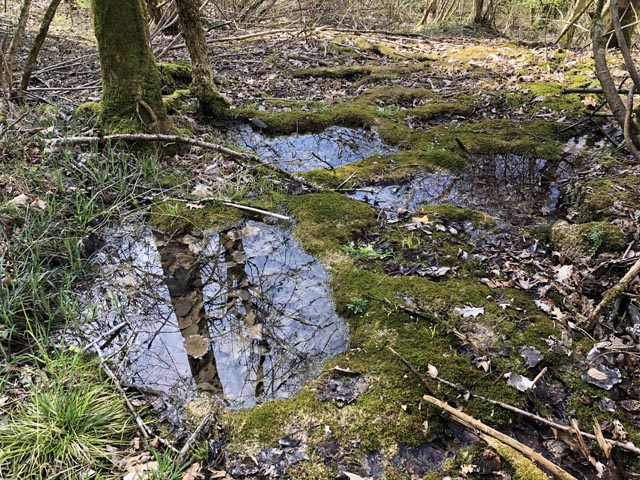 Natürliche Quellen mit Tuffstrukturen sind selten und besonders schützenswert. Foto: © Marianne Rutishauser, Pro Natura Aargau