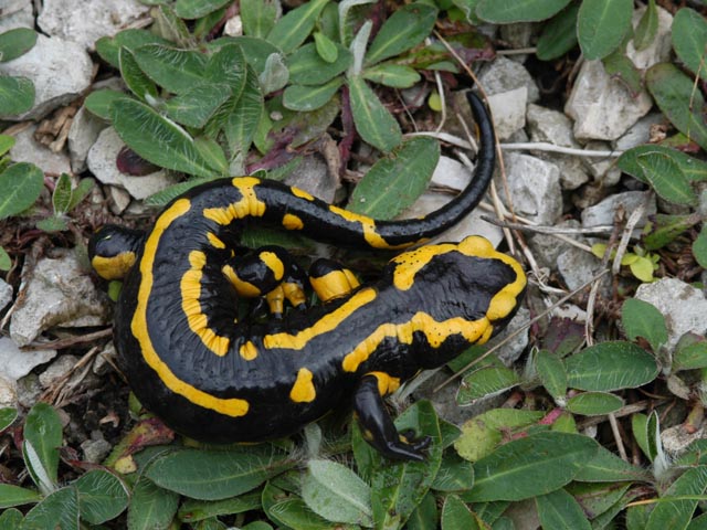 Der Feuersalamander legt seine Larven bevorzugt in Quellnähe im Bach ab. Foto: © Christoph Flory, Pro Natura Aargau