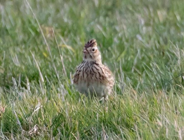  Eine Feldlerche in ihrem bevorzugten Bruthabitat am Boden im Offenland. Foto: Pixaby