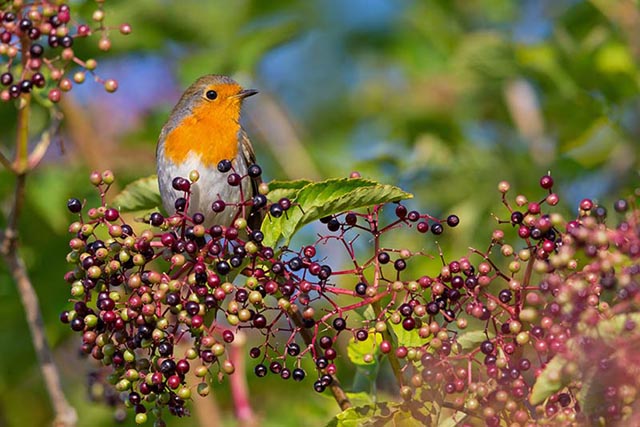 Vogel des Jahres 2025 bei Bird Life Schweiz: das Rotkehlchen. Foto: © Bird Life / Mathias Schäf