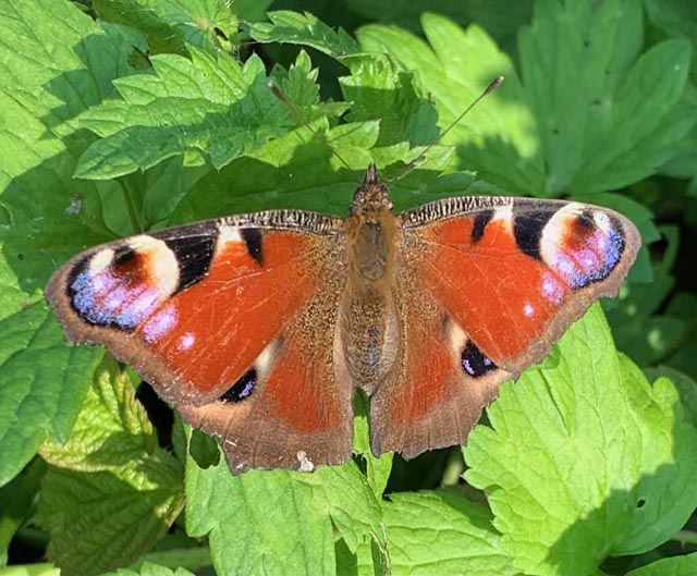 Beobachtet: Tagpfauenauge geniesst die wärmenden Sonnenstrahlen