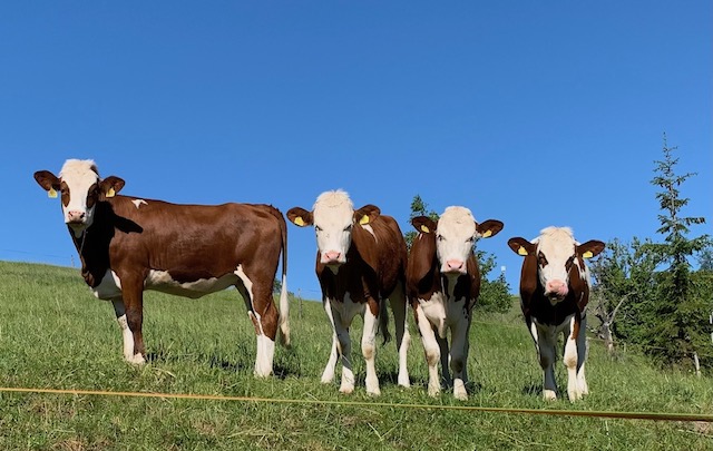 Verwunderte, aber fotogene Kühe. Gesehen in Kaisten.