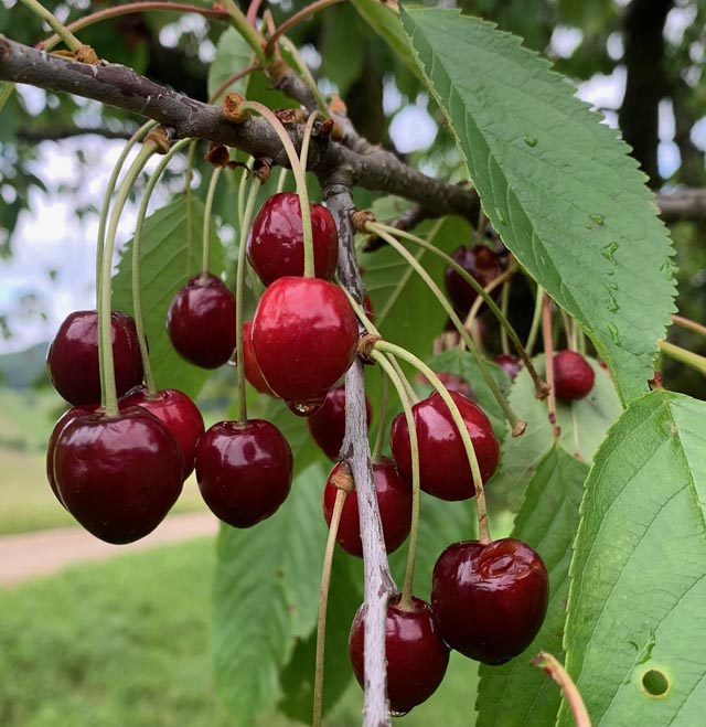 Beobachtet: Man sieht bereits die ersten roten Fricktaler Kirschen in Kaisten.