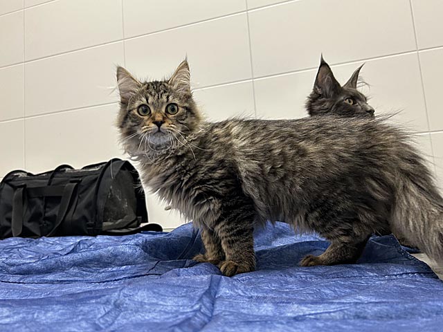 Zwei der mitgeführten Katzen. Foto: BAZG