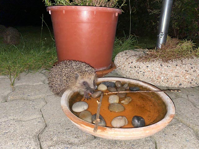 Tierschutz: Wenn Durst für Tiere tödlich endet