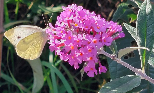 Beobachtet: Ein weisser Schmetterling auf einem Flieder