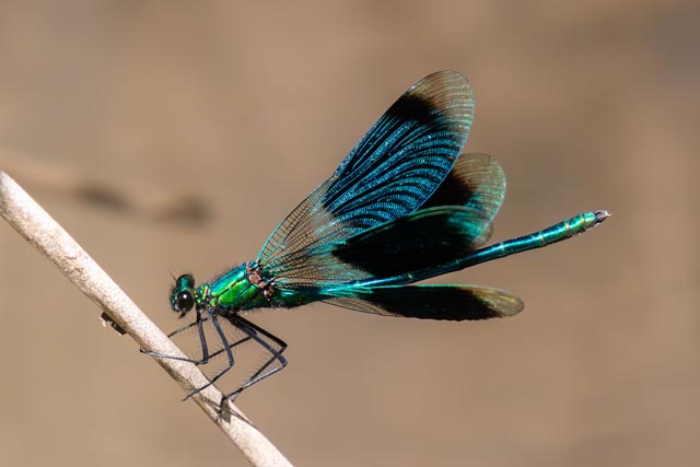 Gebänderte Prachtlibelle. Foto: Hannes Nussbaumer