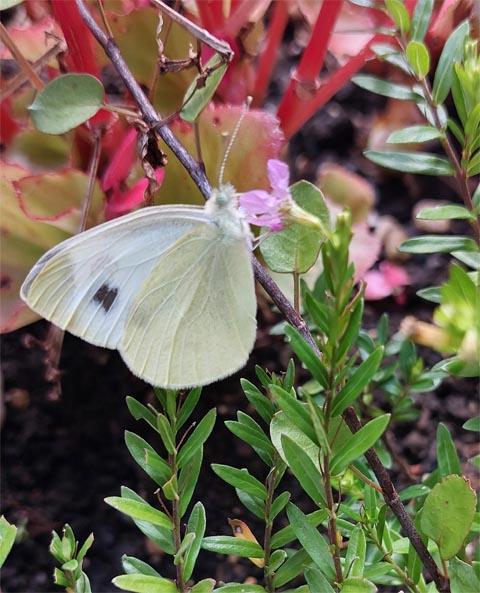 Beobachtet: Ein Schmetterling