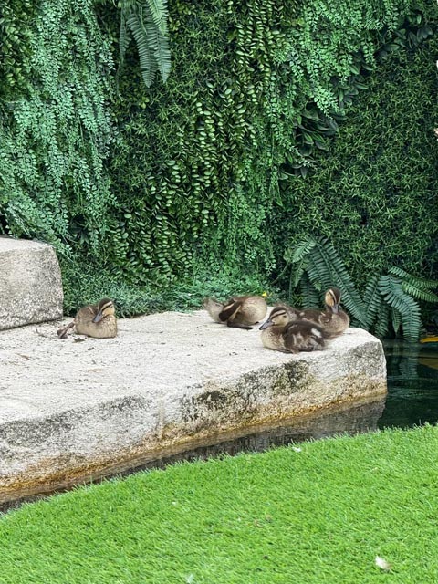 Beobachtet: Entenküken am Relaxen