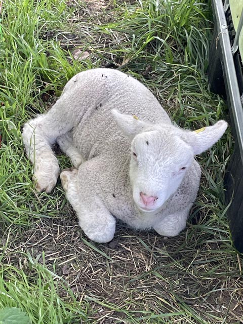 Beobachtet: Ein paar Tage alt