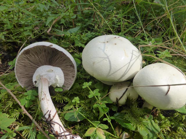 Der giftige Karbolchampignon. Foto: zVg/Benno Zimmermann