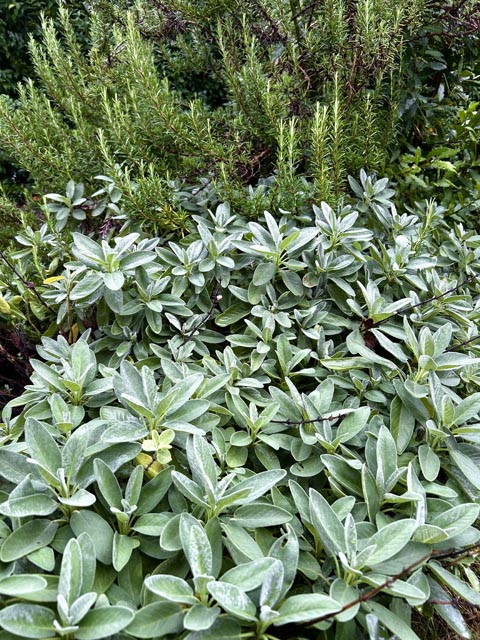 Heilmittel wie zu Grossmutters Zeiten selber herstellen im Melihus. Foto: Iva Fromm