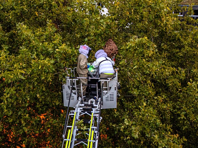 Am Montag, 8. September, wurde beim Storchennestparkplatz Rheinfelden ein grosses Nest der Asiatischen Hornisse entfernt.