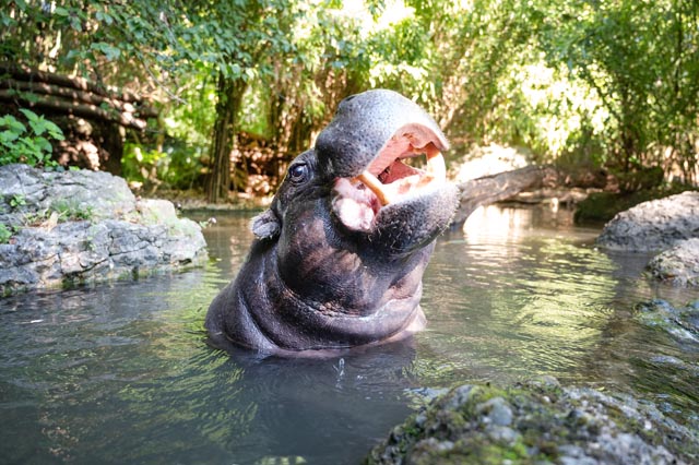 Zwergflusspferd-Bulle Ume hat im Zolli Einzug gehalten. Foto: Zoo Basel