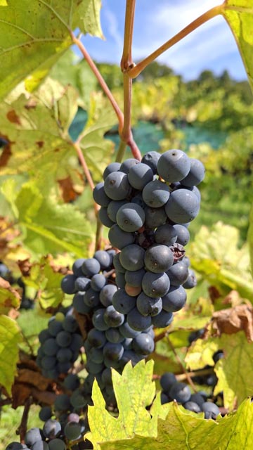 Der Rebbauverein Kaisten lud zum Räbhüsli Fäscht 2025 ein. Foto: © Rebbauverein Kaisten