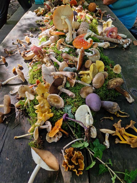 Der Pilztisch war reich gedeckt.