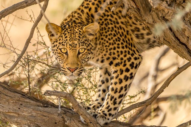 Die Referentin zeigte eindrückliche Bilder. Foto: Daniela Lüscher