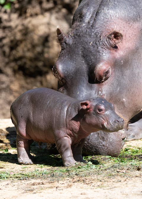 Die Flusspferde im Zolli haben Nachwuchs bekommen. Foto: Zoo Basel 