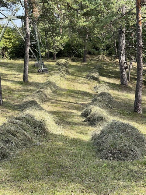 Naturschützer pflegten die Orchideenwiese Wolfgarten.