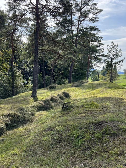 Naturschützer pflegten die Orchideenwiese Wolfgarten