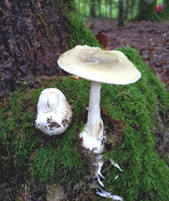 In Acht nehmen muss man sich vor dem Grünen Knollenblätterpilz.