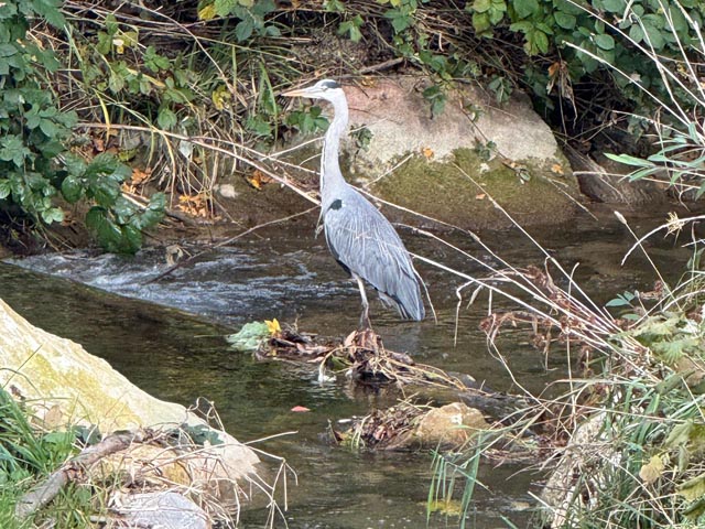 Ein Graureiher, auch Fischreiher genannt, sitzt gemütlich im Bach und wartet auf Beute. Foto: Olivia Di Marco,Frick