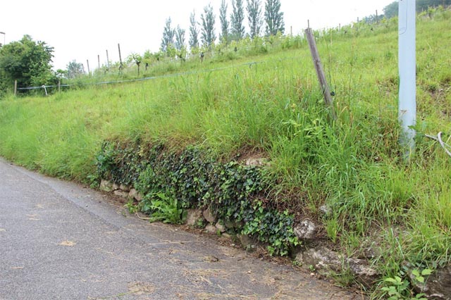 Relikt von alter Trockenmauer. Foto: © Anita Fux, creaNatira GmbH