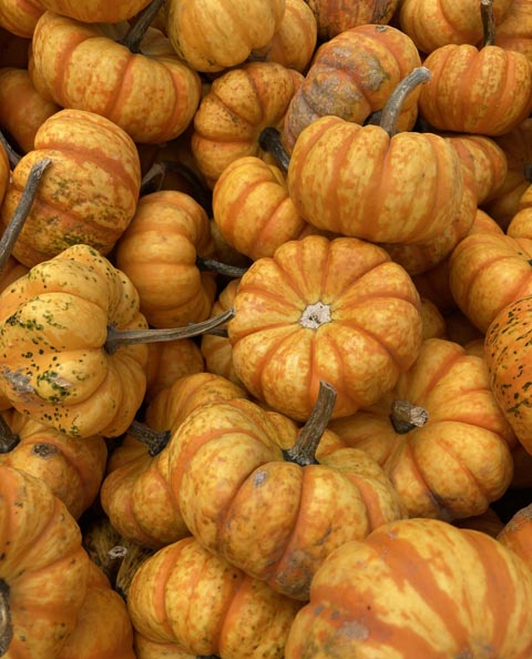 Über 500 Sorten Speisekürbisse gibt es, eine davon ist die Sorte Spark. Foto: rho
