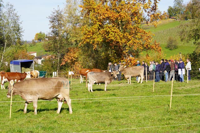 Gefragte Nachzuchtschau: SF-Züchter Hans Braun präsentiert am Bioviehtag seine Tiere. Foto: Andreas Basler, FiBL
