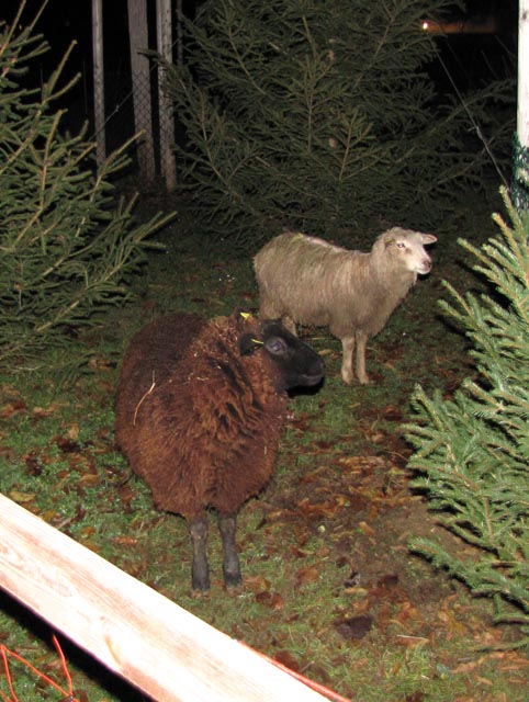 Schafe beleben die Krippe in Gipf-Oberfrick.