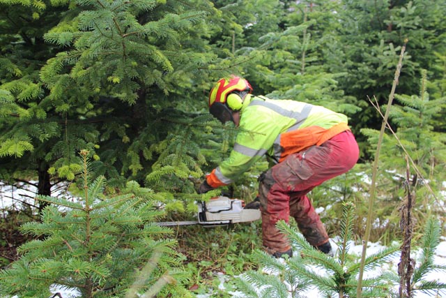 Impressionen vom Weihnachtsbaumverkauf in der Jurapark-Gemeinde Wölflinswil. Foto: © Jurapark Aargau