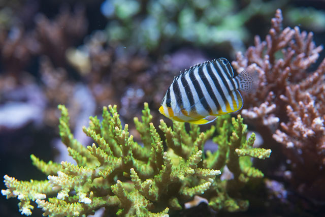 Ein Zebra-Zwergkaiserfisch im neuen Schaubecken. Foto: Zoo Basel