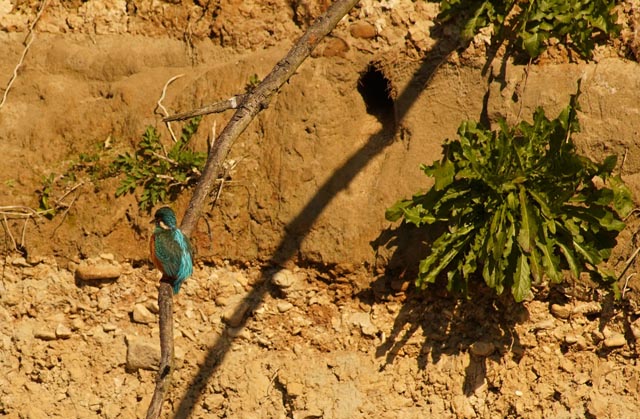 Ein Eisvogel vor seiner Brutwand an der Ergolz. Rechts oben befindet sich sein Brutloch. Foto: Urs Wullschleger