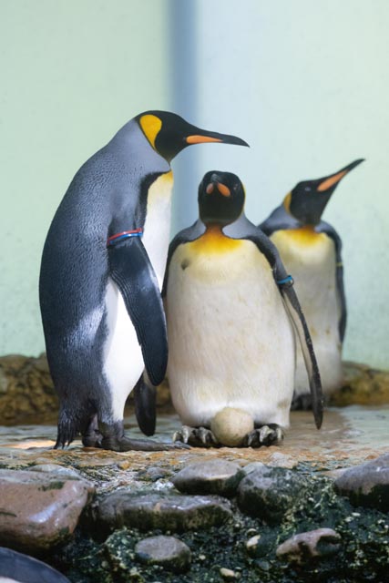 Es dauert, bis junge Königspinguine ihren «Frack» anziehen.