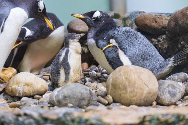 Die Eselspinguine im Basler Zoo haben Nachwuchs bekommen.