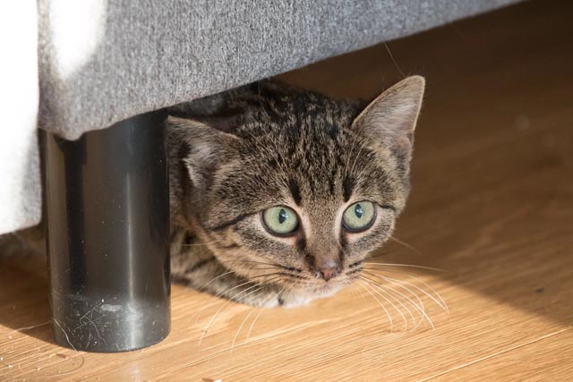 Die Katze verkriecht sich. Foto: sust