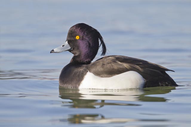 Die Reiherente ist unser häufigster Wintergast, rund 80 000 überwintern jährlich bei uns. Ringfunde zeigen, dass sie teilweise aus dem 8000 km entfernten Ostsibirien in die Schweiz fliegen. Foto: © Marcel Burkhardt