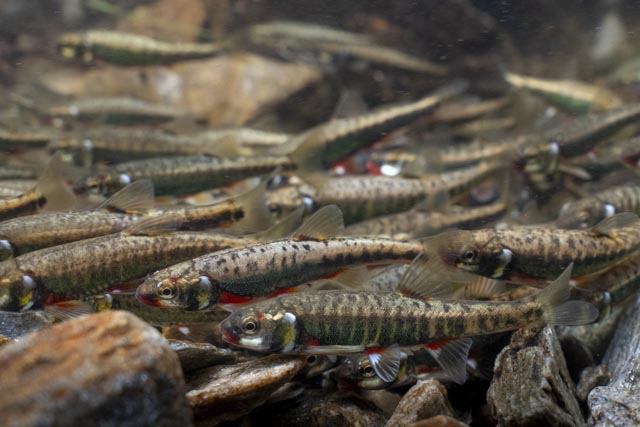Die Elritze ist Fisch des Jahres 2026. Foto: Jonas Steiner 