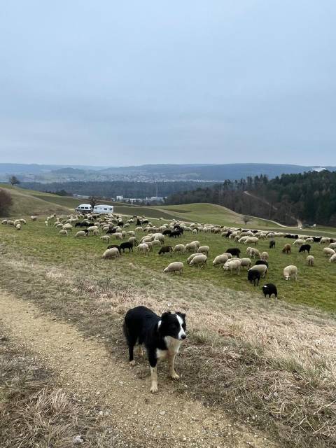 Die Border Collies haben ihre Herde im Griff. Foto: Lea König