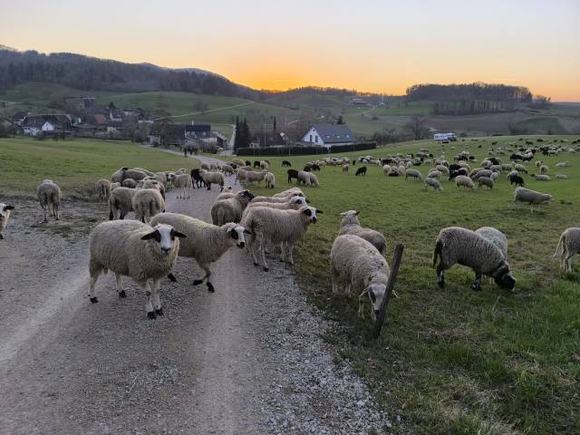 emporäre Schafweide: Romantische Abendstimmung über Oberzeihen. Foto: Marc Deiss 