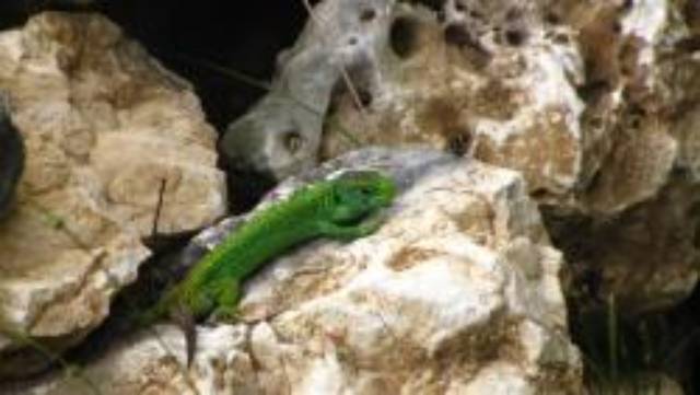 Zauneidechsen werden leider seltener. Sie benötigen Versteckmöglichkeiten wie Gebüsche, Hecken, Asthaufen, Steinhaufen oder vernachlässigte Wegborde. Foto: Kai Reinacher, zVg