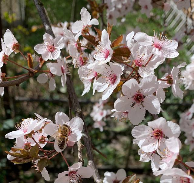Prunus mit Biene