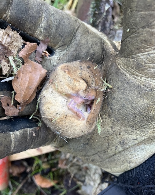 Haselmaus. Foto: Jürg Winter