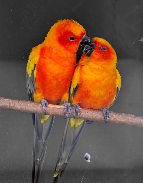 Die farbenprächtrigen Ambigua-Bewohner warten auf ihre Gäste. Fotos: Sonja Fasler