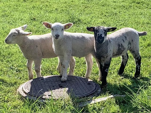 Foto: Margrit Freudemann, Kaisten