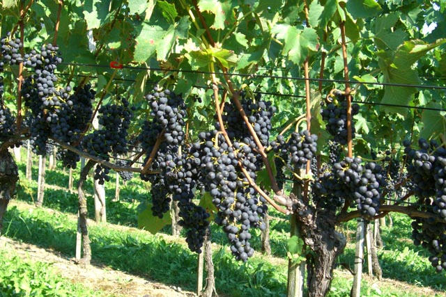 Malbec-Trauben im Kaister Rebberg. Foto: © Rebbauverein Kaisten